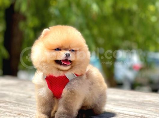 Ayi Surat Pomeranian Boo Bebekler görsel