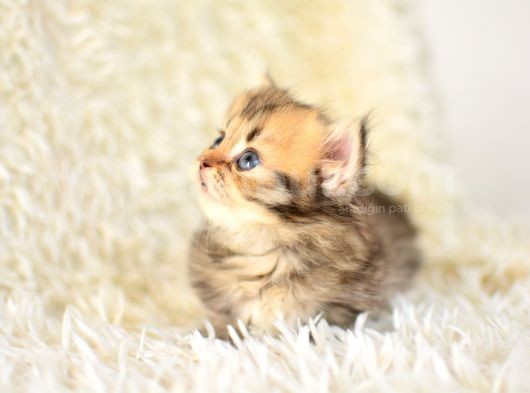 Kisa Bacak Küçük Irk Munchkin Kedi̇