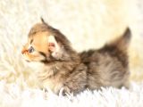 Kisa Bacak Küçük Irk Munchkin Kedi̇
