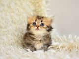 Kisa Bacak Küçük Irk Munchkin Kedi̇