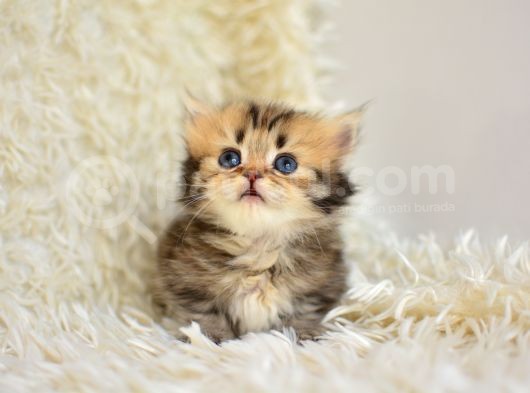 Kisa Bacak Küçük Irk Munchkin Kedi̇ görsel