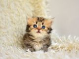 Kisa Bacak Küçük Irk Munchkin Kedi̇