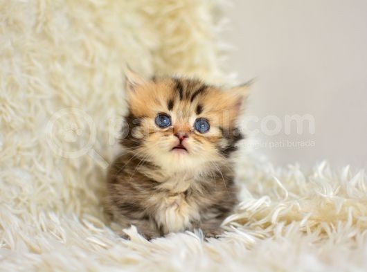 Kisa Bacak Küçük Irk Munchkin Kedi̇ görsel