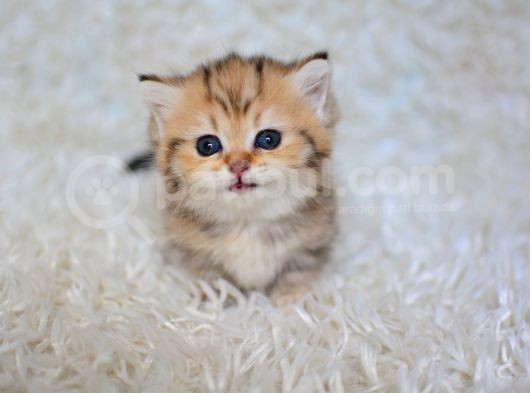 Cüce Irk Munchki̇n Yavrumuz görsel