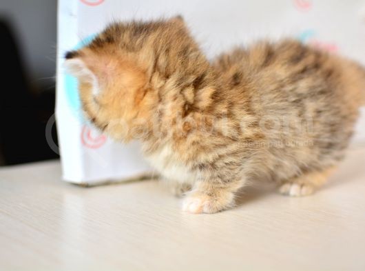 Cüce Irk Munchki̇n Yavrumuz görsel