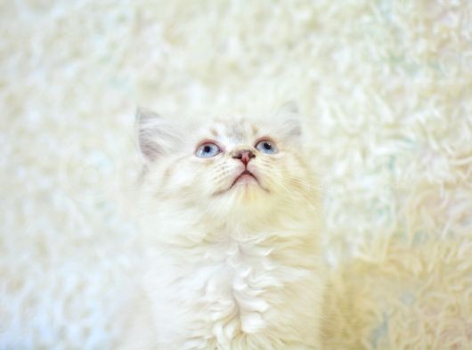 Show Güzelli̇kte Lynx Bri̇ti̇sh Longhai̇r görsel