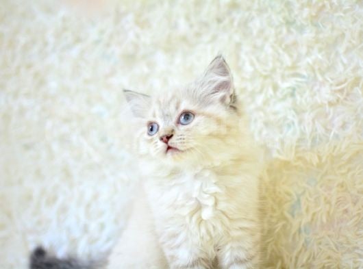 Show Güzelli̇kte Lynx Bri̇ti̇sh Longhai̇r görsel