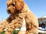 Mükemmel Kalite Poodle Yavruları