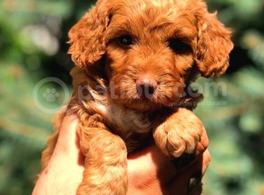 Toy Poodle Red Di̇şi̇ görsel