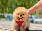 Ayi Surat Pomeranian Boo Bebekler