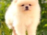Üst Kali̇te Pomerani̇an Boo Di̇şi̇