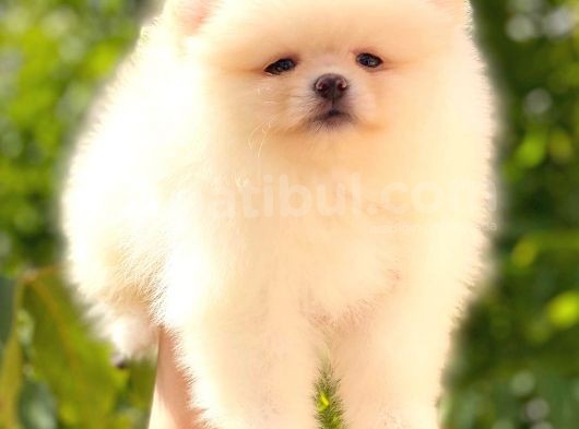 Üst Kali̇te Pomerani̇an Boo Di̇şi̇ görsel