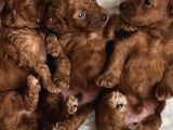 Toypoodle Redbrown