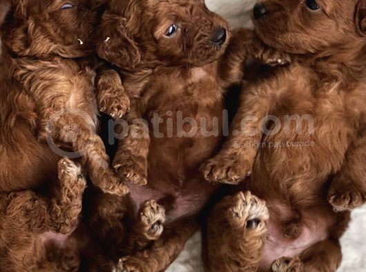 Toypoodle Redbrown görsel
