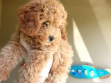 Mükemmel Kalite Poodle Yavruları