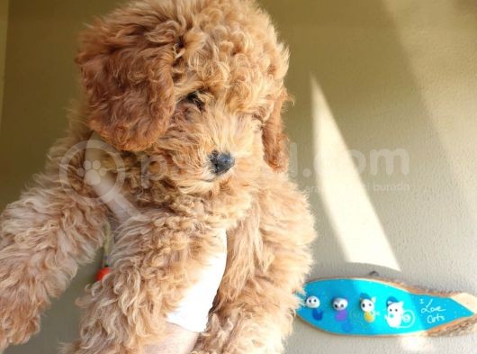Mükemmel Kalite Poodle Yavruları görsel