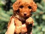 Toy Poodle Red Di̇şi̇