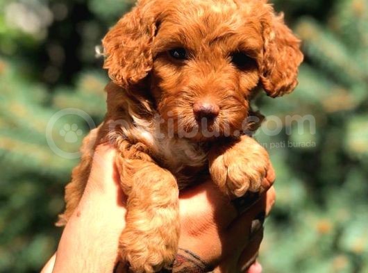 Toy Poodle Red Di̇şi̇ görsel