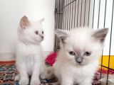 4 Aylık Erkek Aşılı Ve Karneli