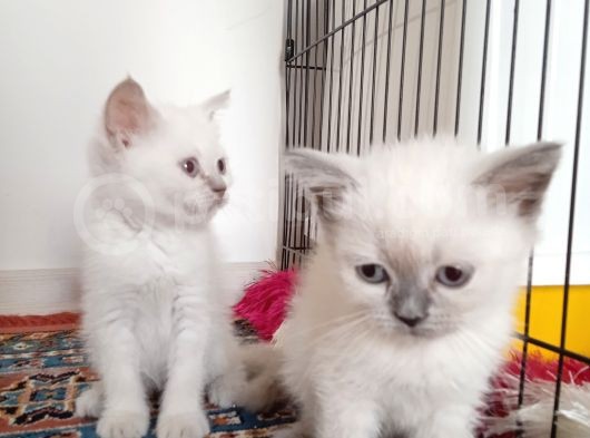 4 Aylık Erkek Aşılı Ve Karneli görsel