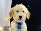 Mükemmel Kalite Erkek Maltipoo Yavrumuz