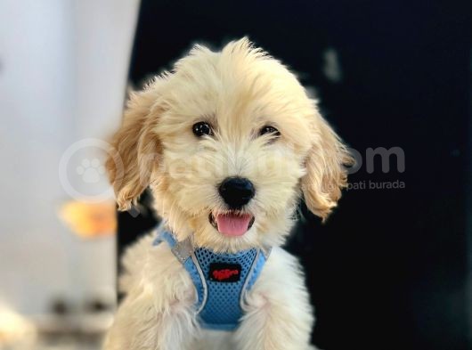 Mükemmel Kalite Erkek Maltipoo Yavrumuz