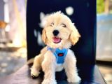 Mükemmel Kalite Erkek Maltipoo Yavrumuz