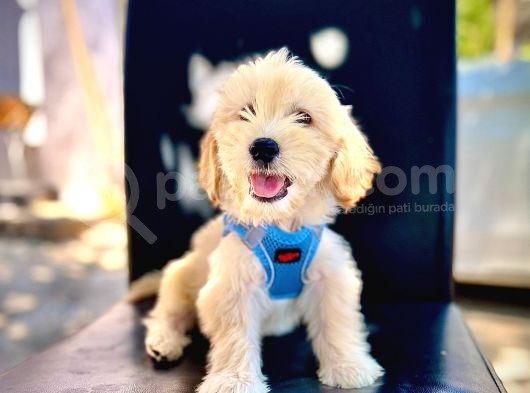 Mükemmel Kalite Erkek Maltipoo Yavrumuz görsel