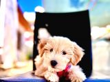 Show Kalite Dişi Maltipoo