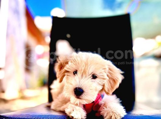 Show Kalite Dişi Maltipoo