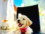 Show Kalite Dişi Maltipoo