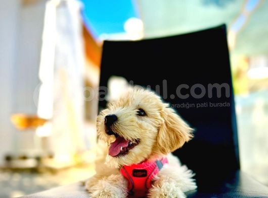 Show Kalite Dişi Maltipoo görsel
