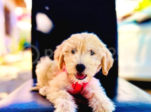 Show Kalite Dişi Maltipoo görsel