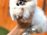 Mükemmel Kalitede Teddy Face Pomeranian Boo