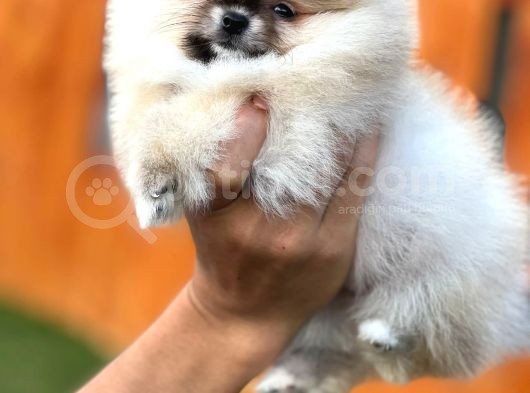 Mükemmel Kalitede Teddy Face Pomeranian Boo