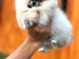 Mükemmel Kalitede Teddy Face Pomeranian Boo