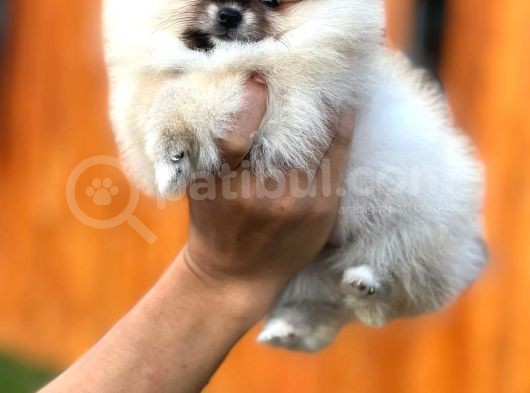 Mükemmel Kalitede Teddy Face Pomeranian Boo görsel