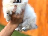 Mükemmel Kalitede Teddy Face Pomeranian Boo