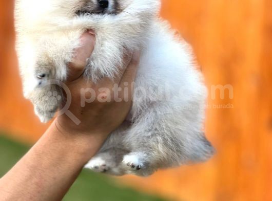 Mükemmel Kalitede Teddy Face Pomeranian Boo görsel
