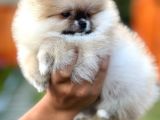 Mükemmel Kalitede Teddy Face Pomeranian Boo