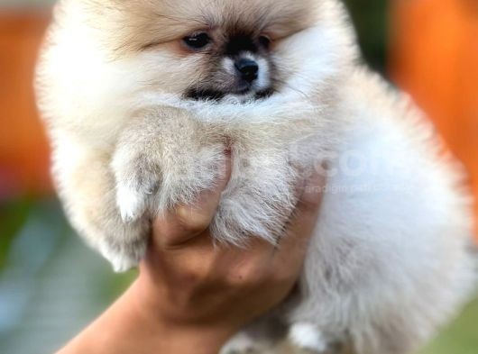 Mükemmel Kalitede Teddy Face Pomeranian Boo görsel