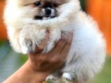 Mükemmel Kalitede Teddy Face Pomeranian Boo
