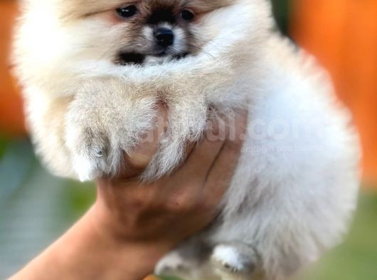 Mükemmel Kalitede Teddy Face Pomeranian Boo görsel