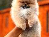 Erkek Dişi Show Kalite Teddy Face Pomeranian Boo