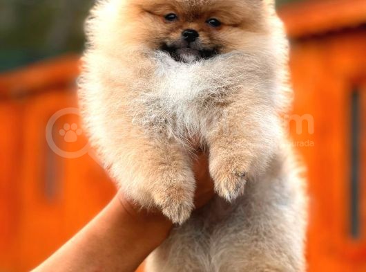 Erkek Dişi Show Kalite Teddy Face Pomeranian Boo