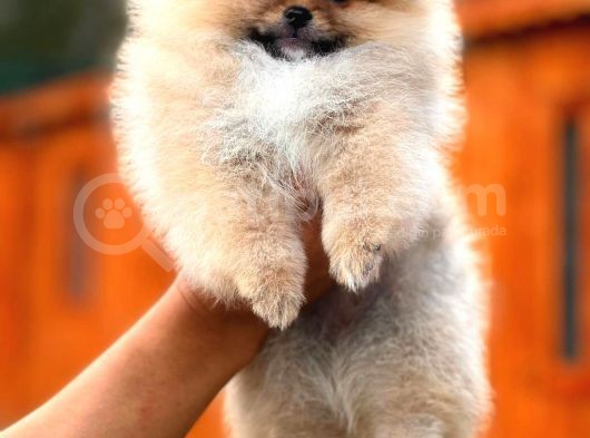 Secereli Mükemmel Kalite Pomeranian Boo