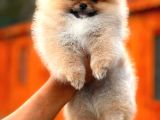 Secereli Mükemmel Kalite Pomeranian Boo