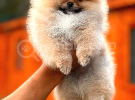 Secereli Mükemmel Kalite Pomeranian Boo görsel