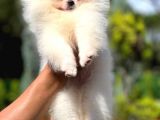 Mikrocipli 2 Aylık Erkek Ve Dişi Pomeranian Boo Teddy Face