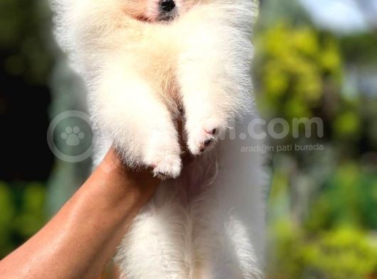 Mikrocipli 2 Aylık Erkek Ve Dişi Pomeranian Boo Teddy Face görsel